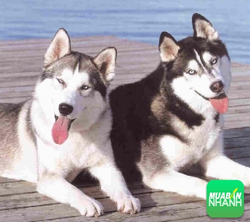 Phân biệt chó Husky và Alaska