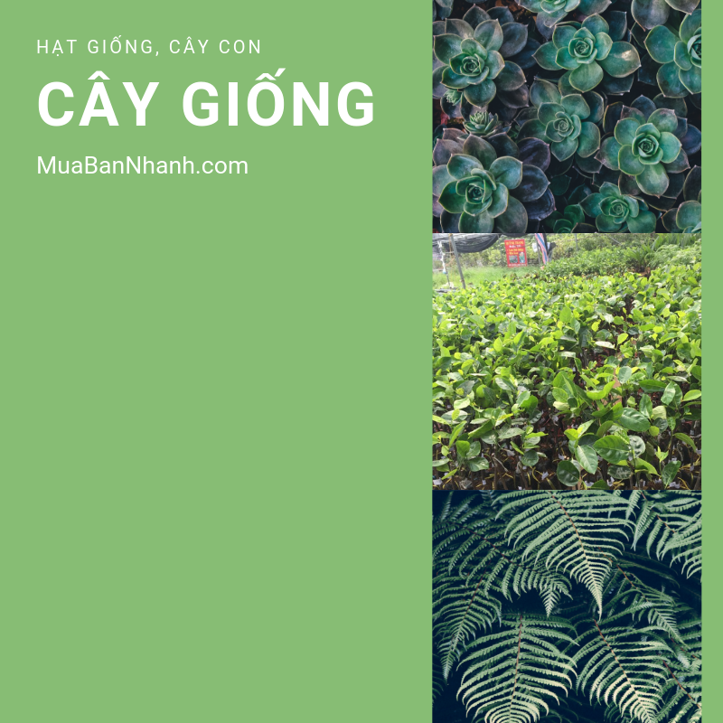 Rao vặt cây giống