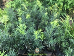 Cây xanh Gia Nguyễn, quảng cáo VIP MuaBanNhanh, dịch vụ cung cấp cây kiểng, cây công trình, cây giống lâm nghiệp, cây ăn trái