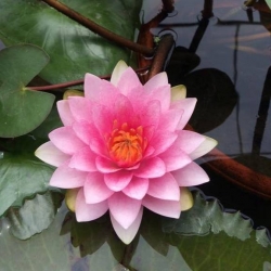Trang Minh Garden