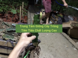 Trung Tâm Giống Cây Trồng Tiên Tiến Chất Lượng Cao quảng cáo VIP MuaBanNhanh sỉ lẻ các loại cây giống